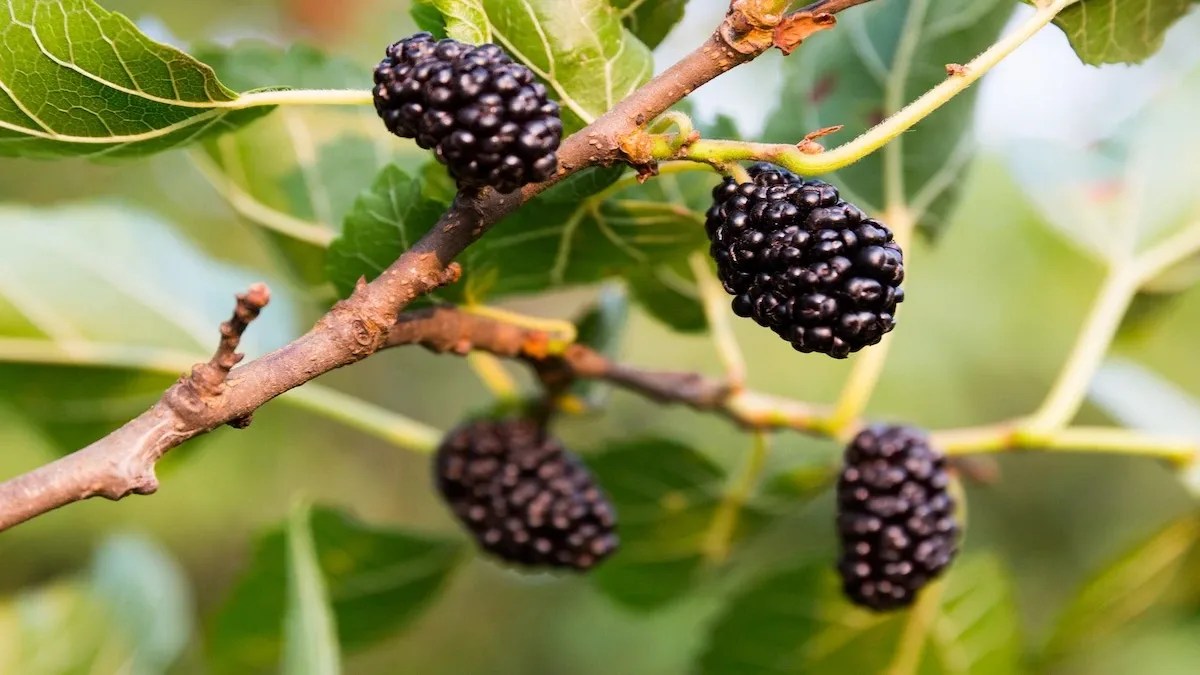 Growing Mulberries Guide • Tropical Gardening