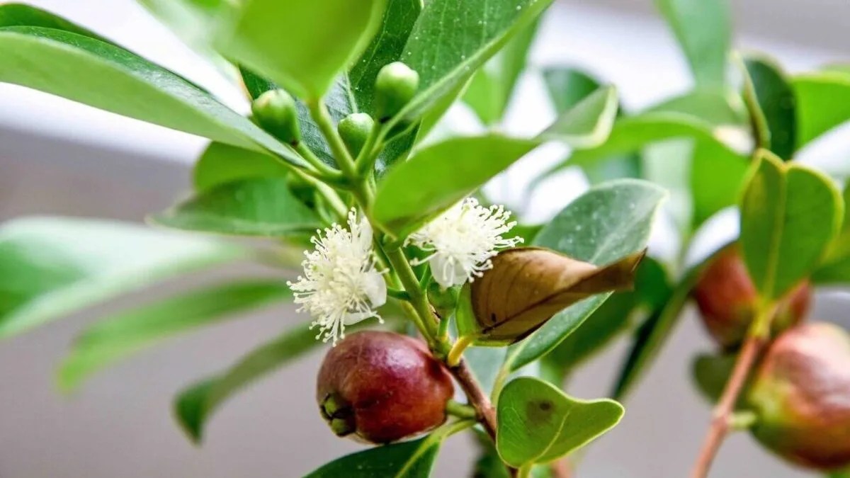 Guava Tree Care How to Grow the 3 Types of Guava