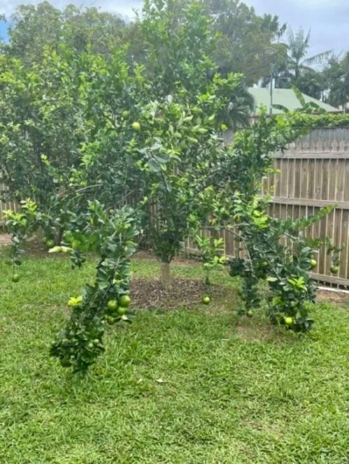 Lemonade Tree Care How to Get the Best Results