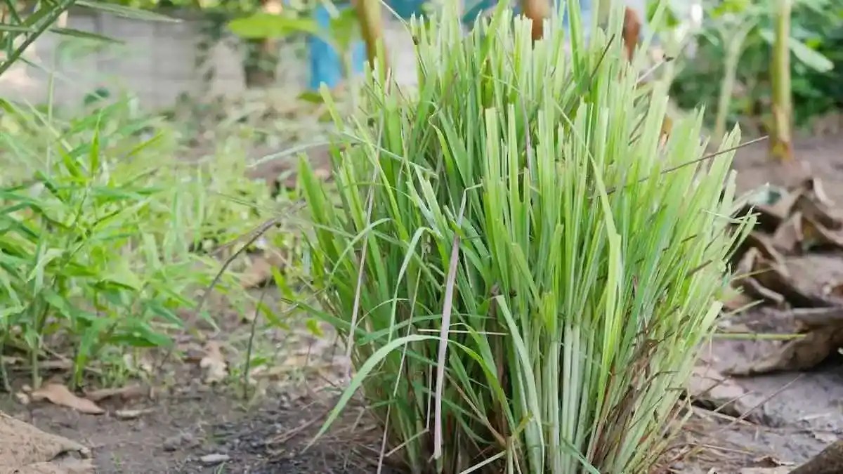 Lemongrass Growing Guide • Tropical Gardening