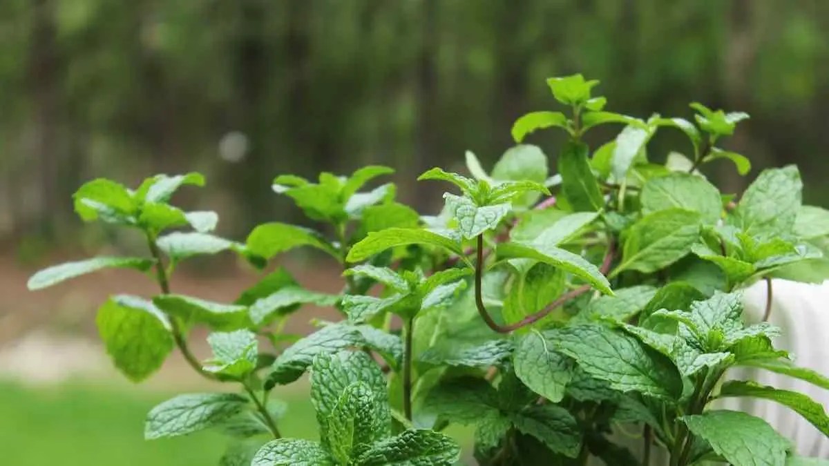 Mint Growing A Guide to Successful Cultivation
