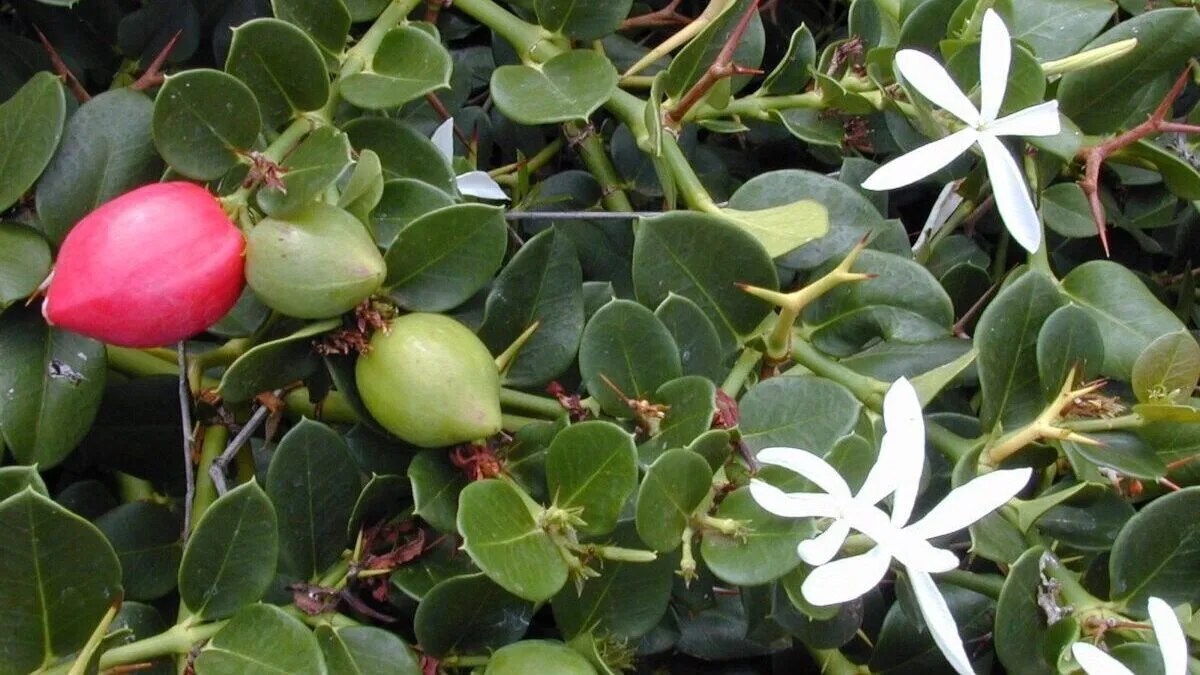 Natal Plum Growing in Your Home Garden Tips & Tricks