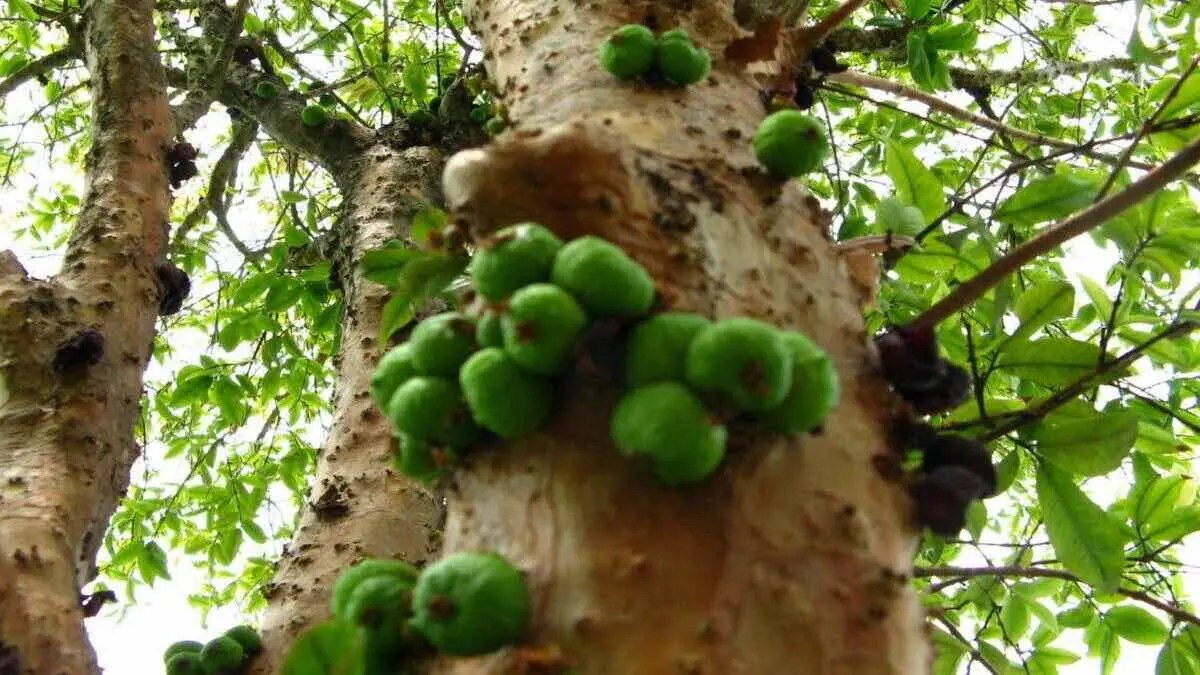 Jaboticaba Tree Care Tips for Fruitful Harvests • Tropical Gardening