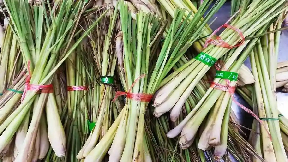 Lemongrass Growing Guide • Tropical Gardening
