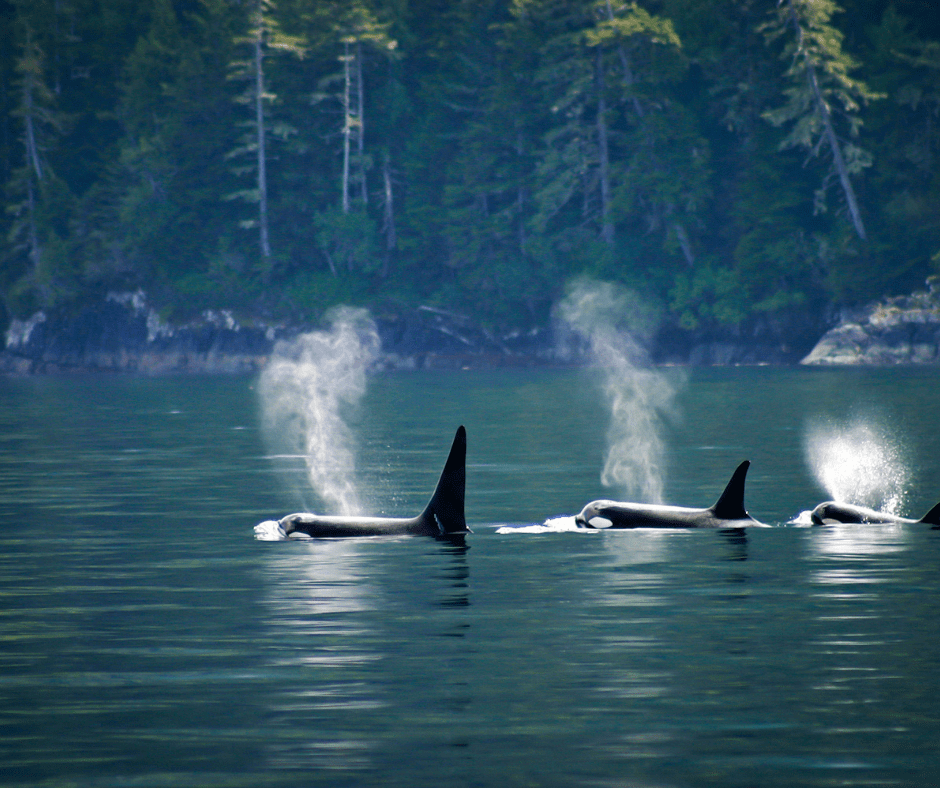 Moving to Nanaimo Robust Move