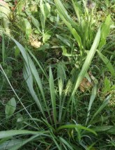 Plantain