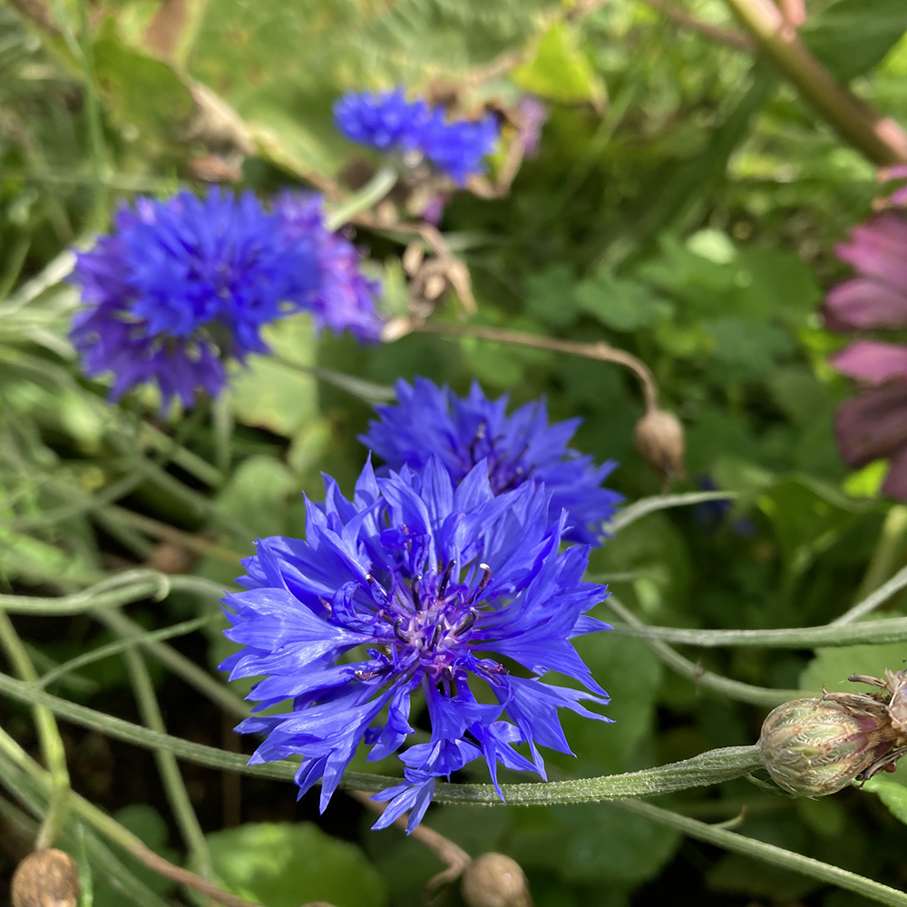 Cornflower