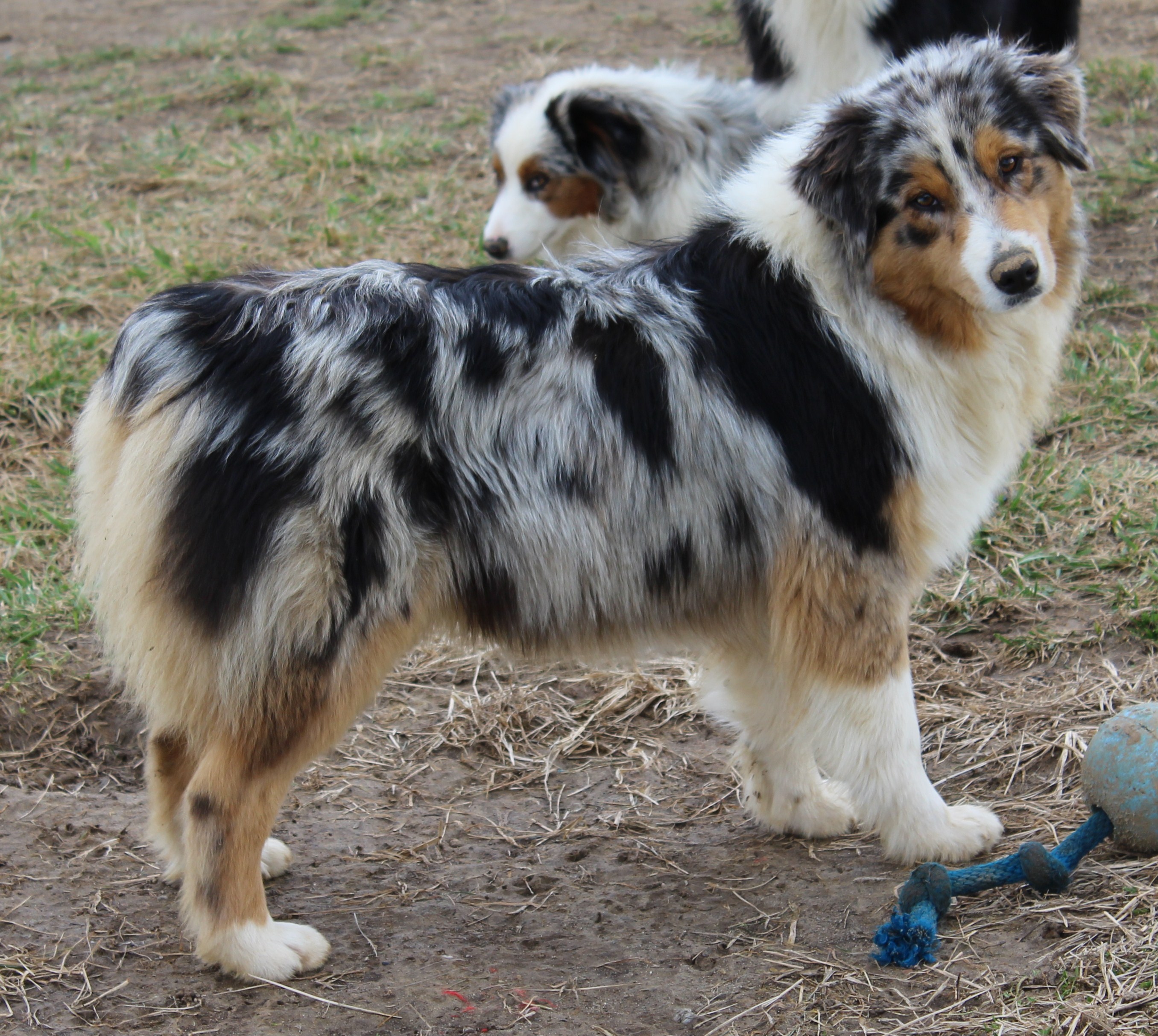 Rockin D Australian Shepherd Females