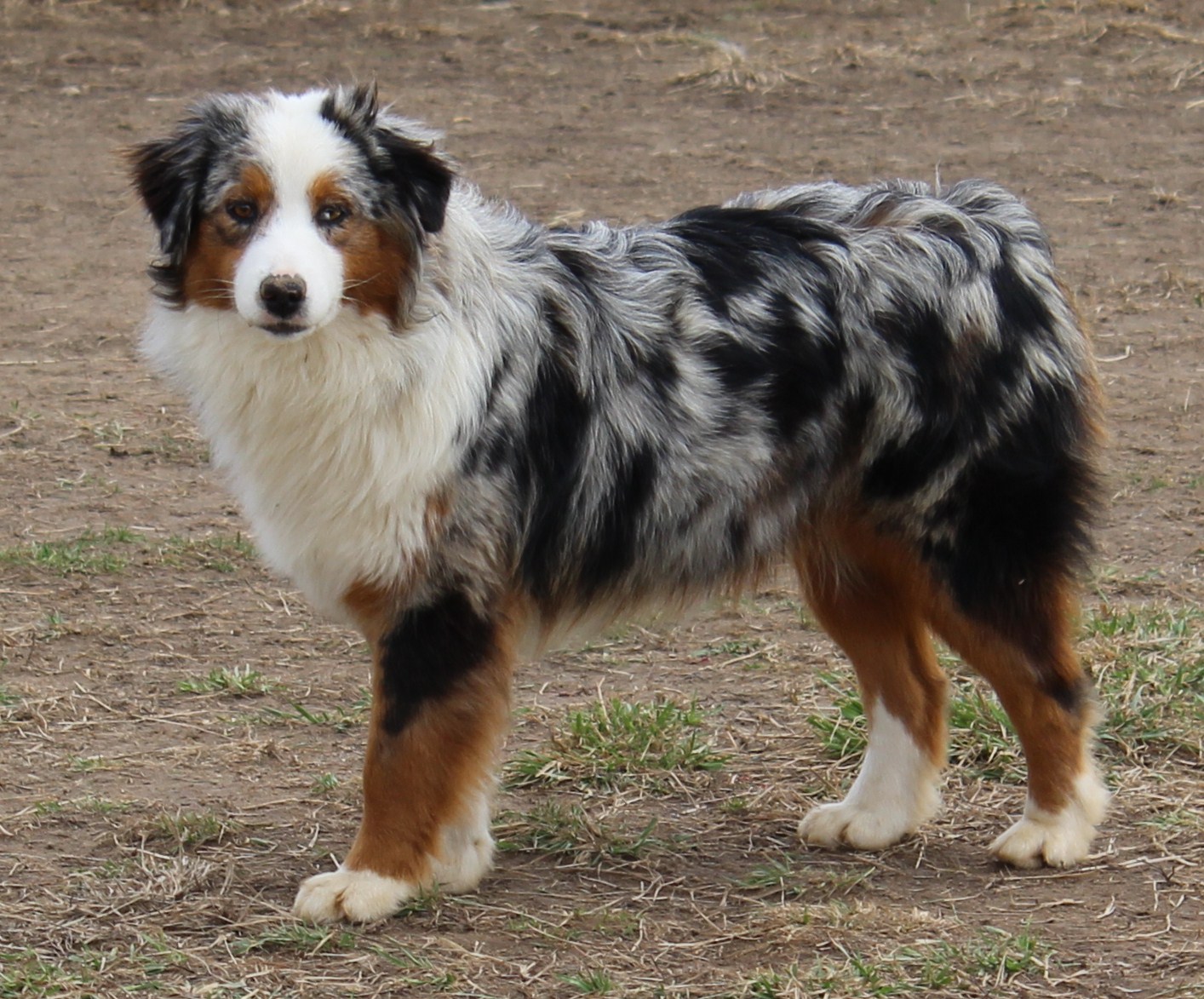 Rockin D Australian Shepherd Females