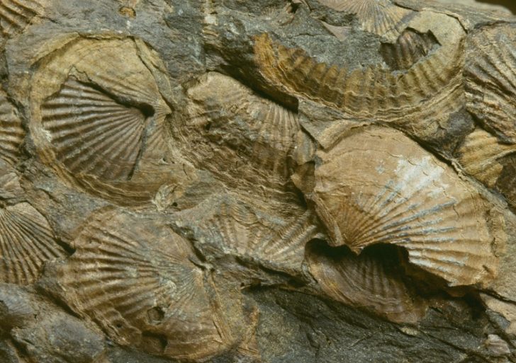 Where To Find Fossils In Ohio (Top 5 Must Visit Locations!) Rock Seeker