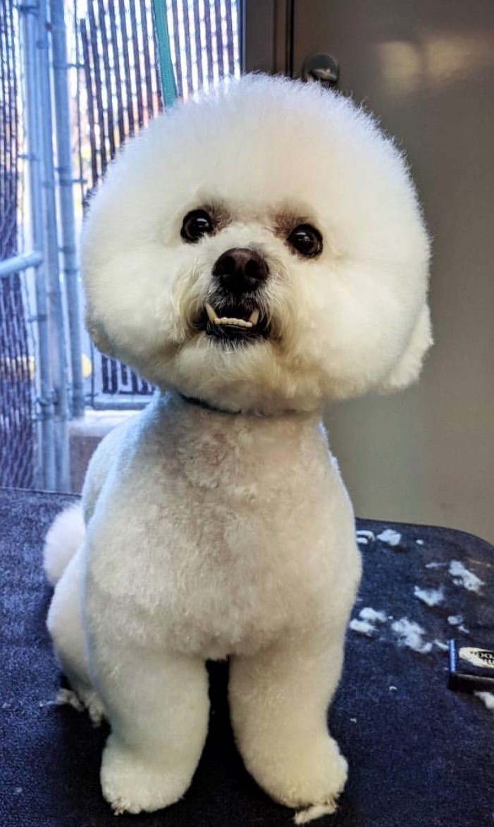 Pet Grooming Services in Knoxville, TN Rocky Hill Animal Hospital