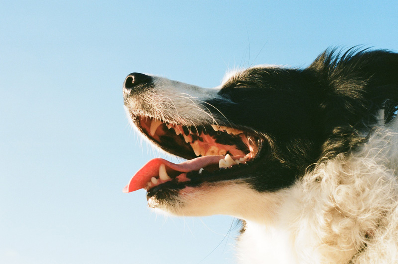 Dental Care Is Not Just For People Rocky Hill Animal Hospital