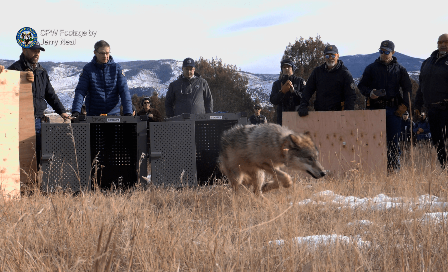 Colorado Opens Her Arms to Wolves Rocky Mountain Wolf Project