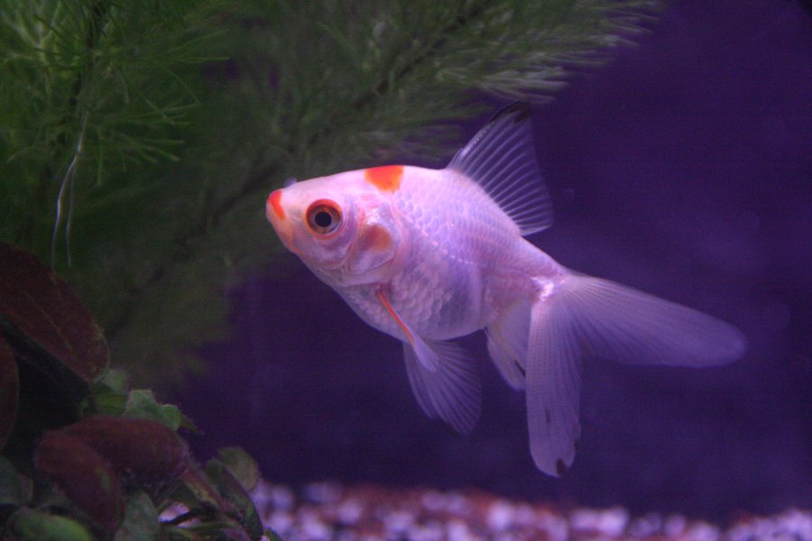 Cold water fish