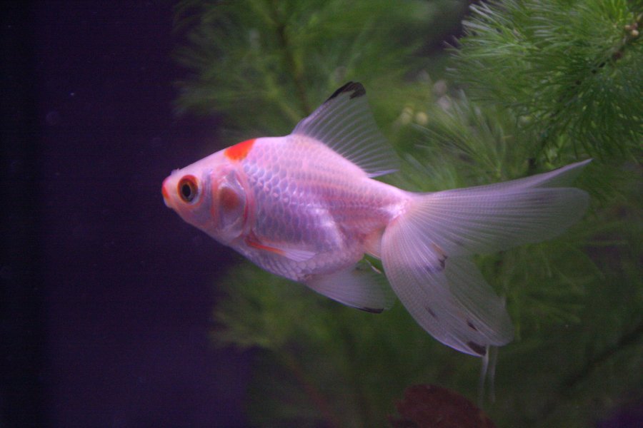 Cold water fish