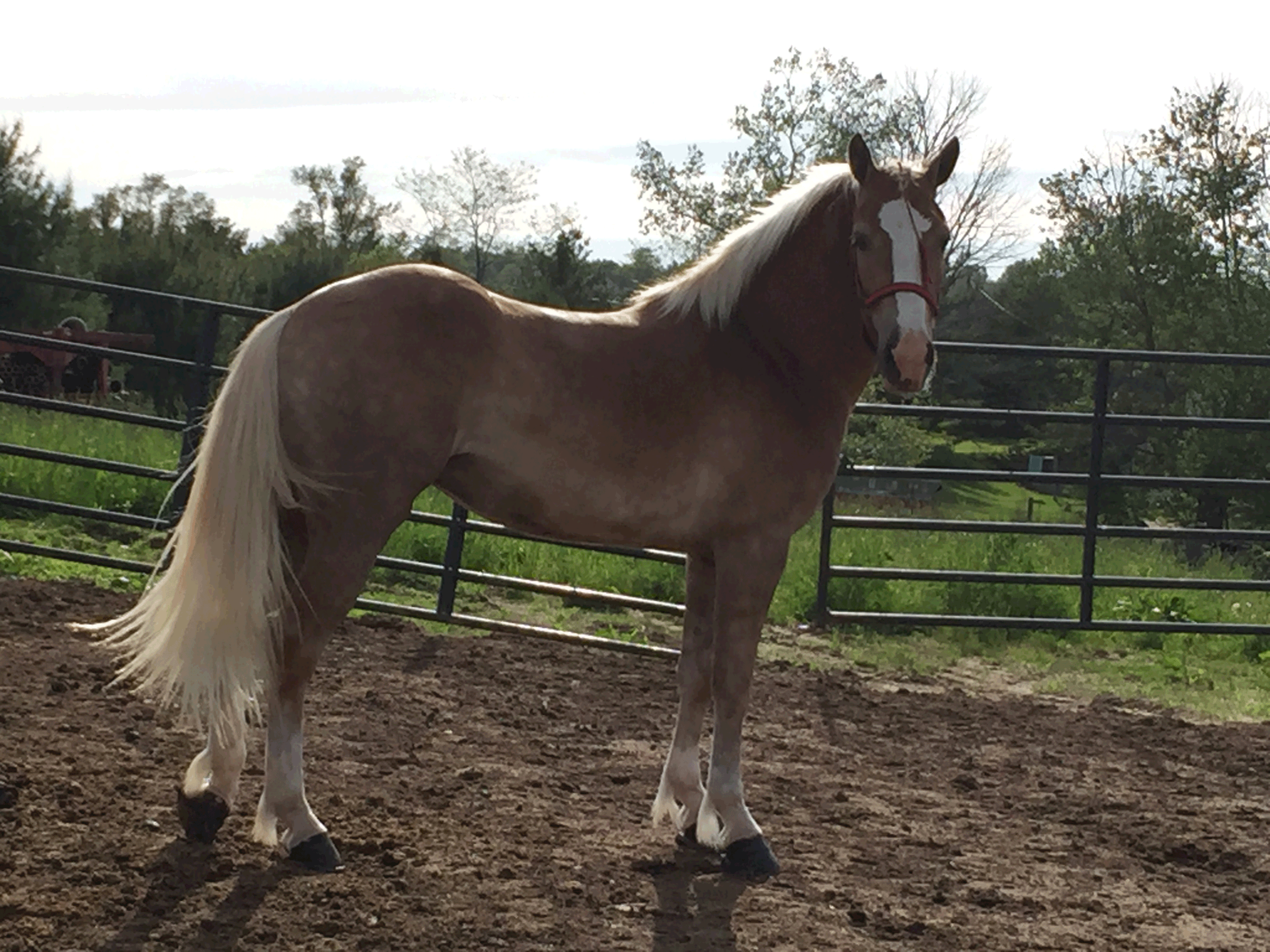 Horses For Sale In Az Craigslist at Clarence Walker blog