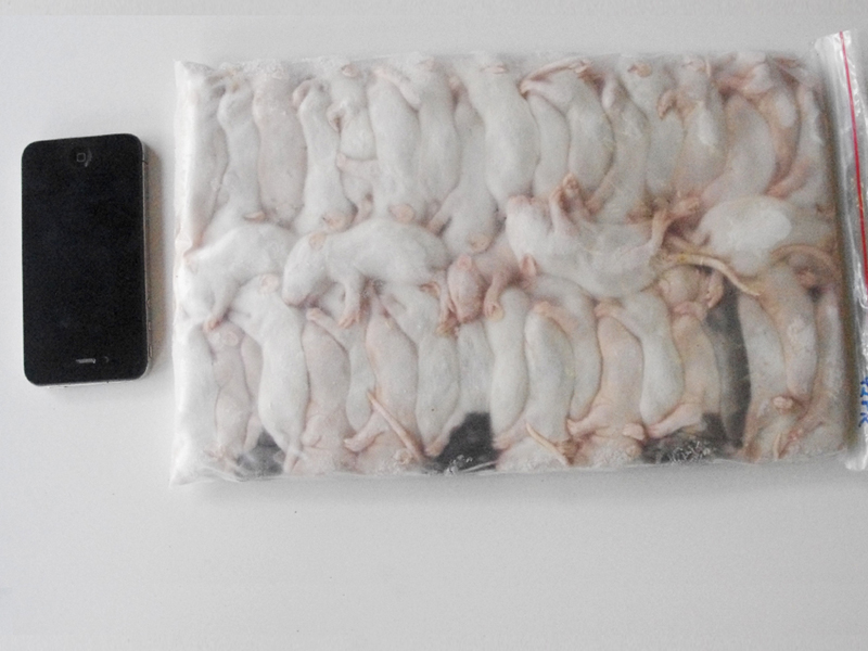42 Fuzzie Rats Bulk Pack Rodent Farm