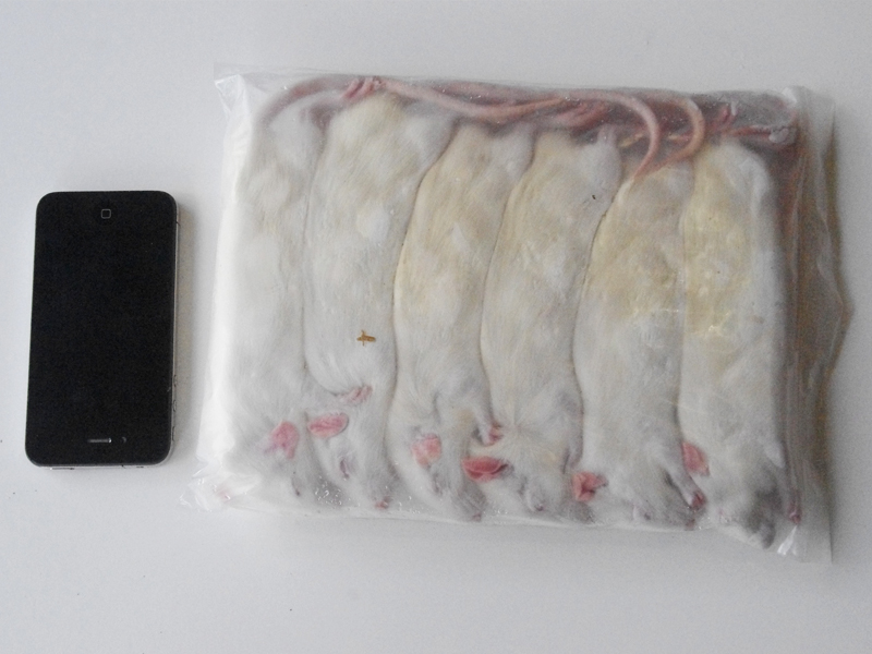 6 Large Rats Bulk Pack Rodent Farm