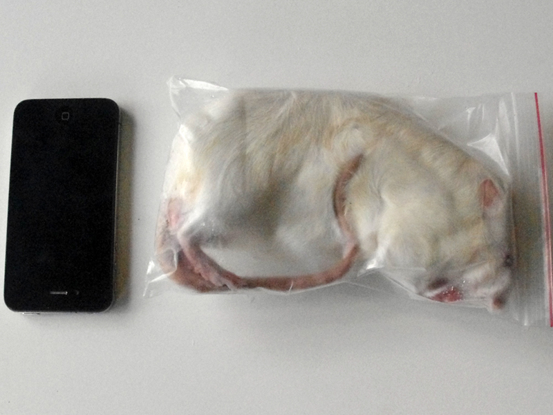 3 Jumbo Mice Standard Pack Rodent Farm