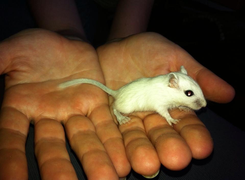 How Big Do Gerbils Get? Rodent Zone