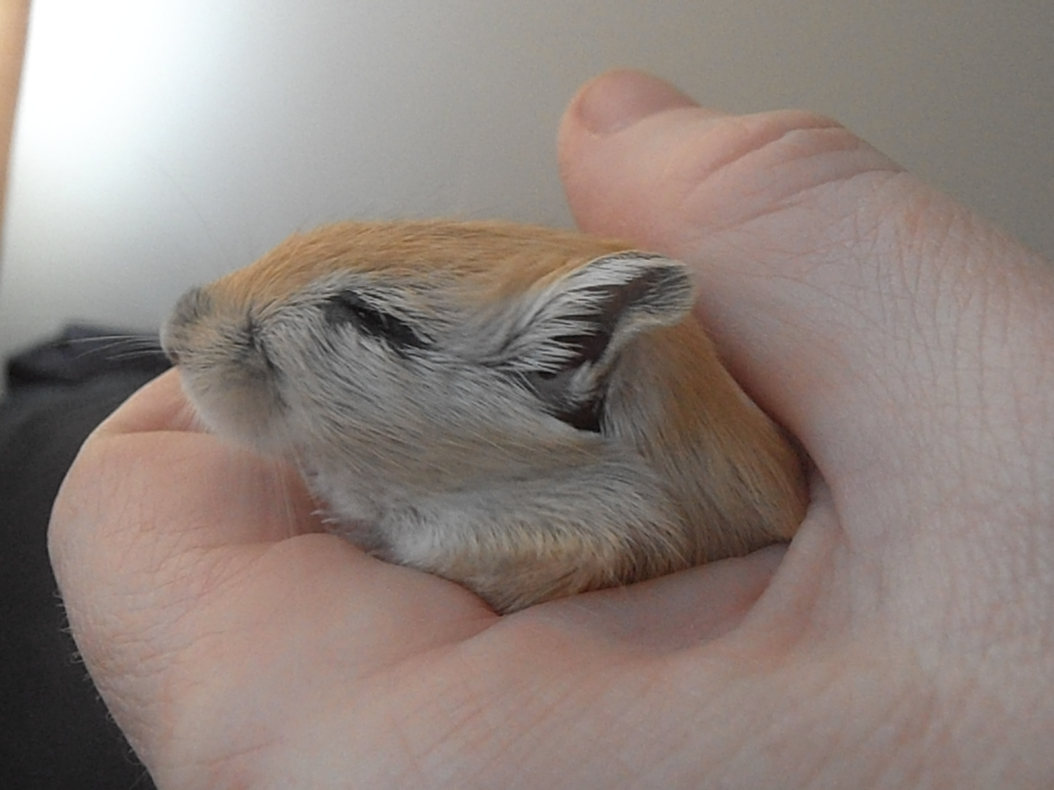 How to Hold A Gerbil Rodent Zone