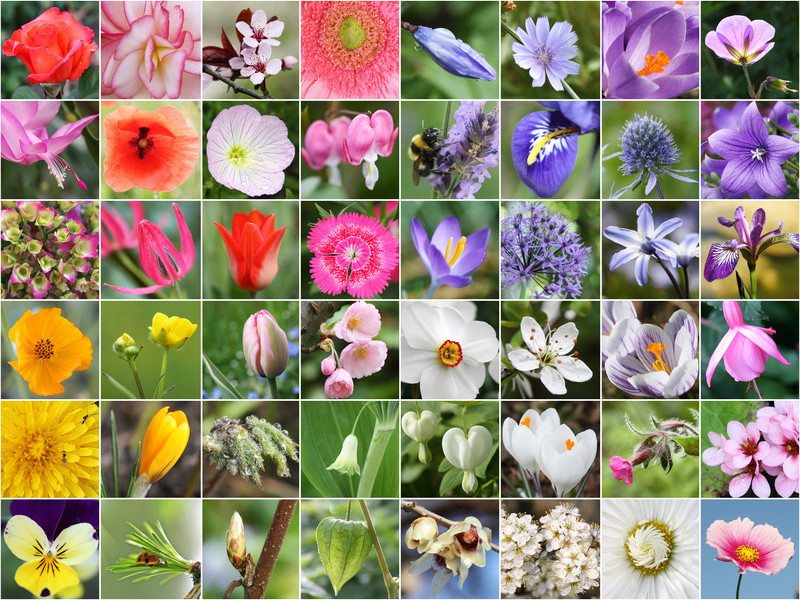 Annual Flowers Central Florida Best Flower Site