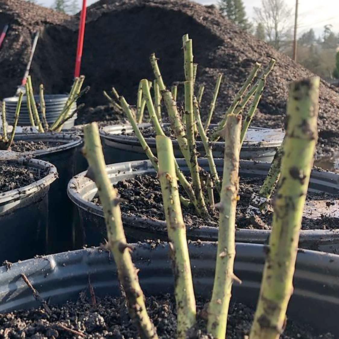 How to Plant & Maintain Early Season Roses Roger's Gardens