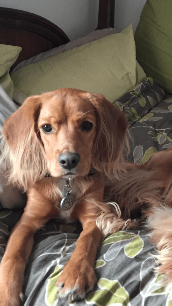 Rogue's Reward Based Training Builds Confidence of Hales Corners' Dog