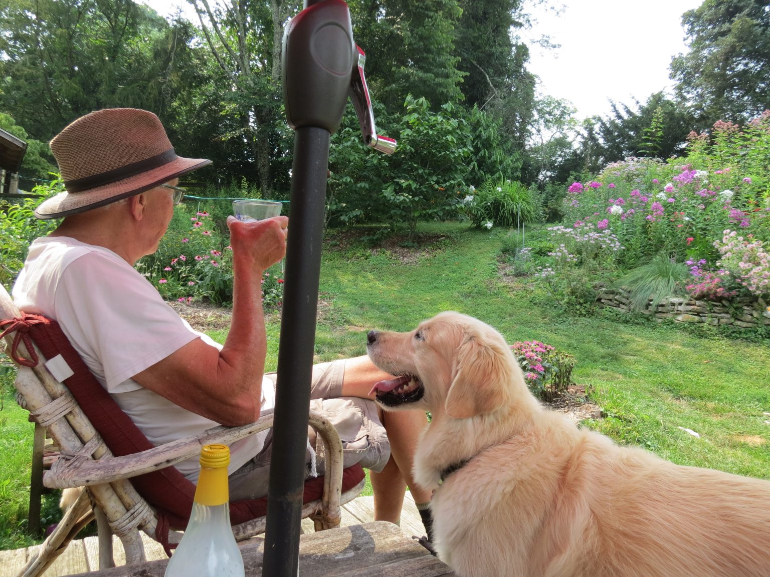 10 Year Old! Rolling Oaks Goldens