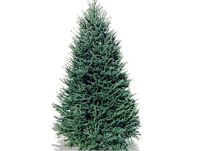 How to Buy a Christmas Tree Online Shop Artificial vs Real Live Trees