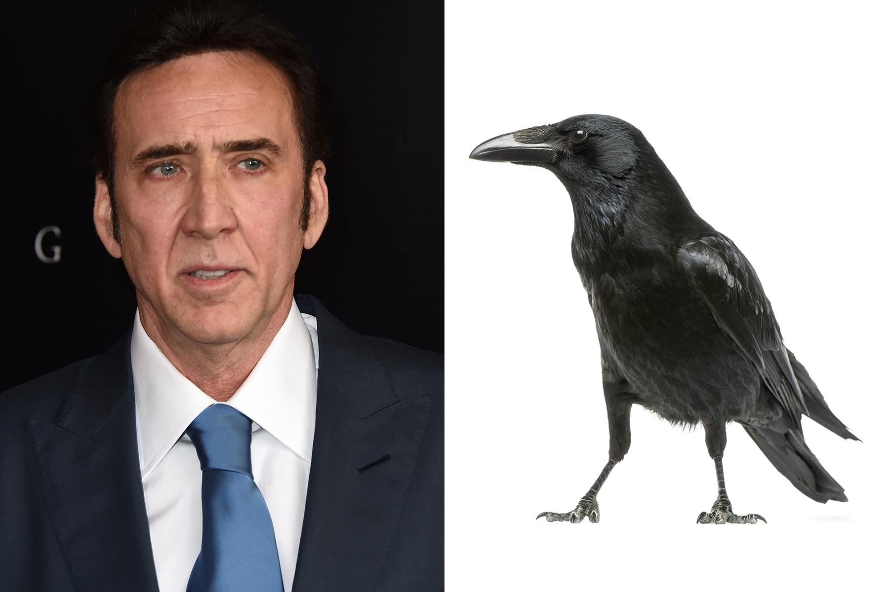 Nicolas Cage Is So 'Goth' That He Owns a Pet Crow Rolling Stone