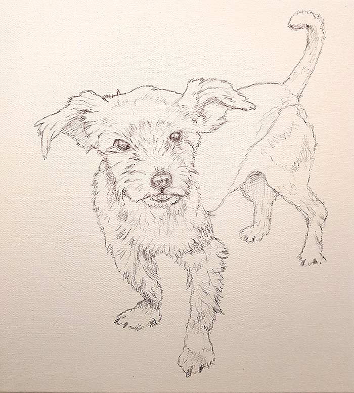 Pippin - Sketch - Pet Portrait