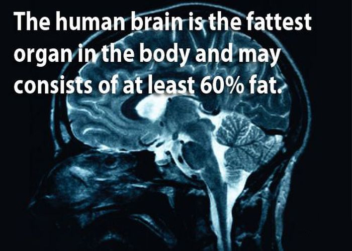 Fun Brain Facts RON WHITE