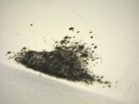 Characteristics of Black Mold