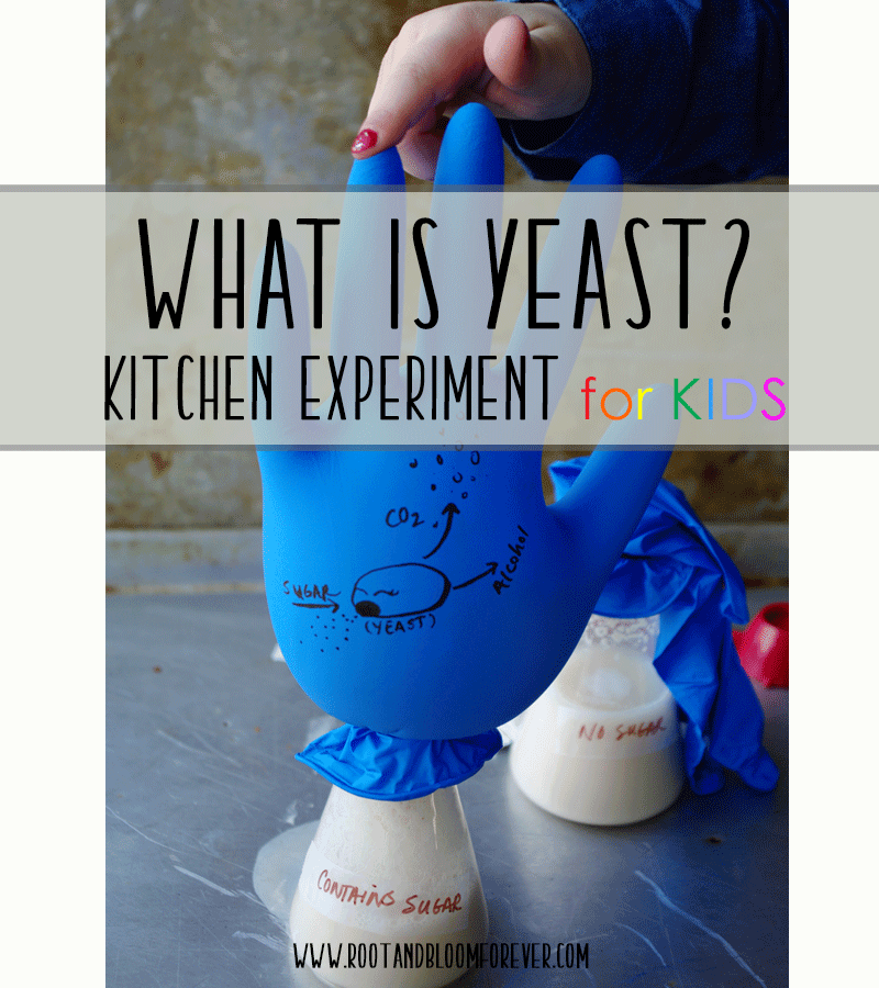 Kid Science Yeast Experiment for Kids Root and Bloom Forever