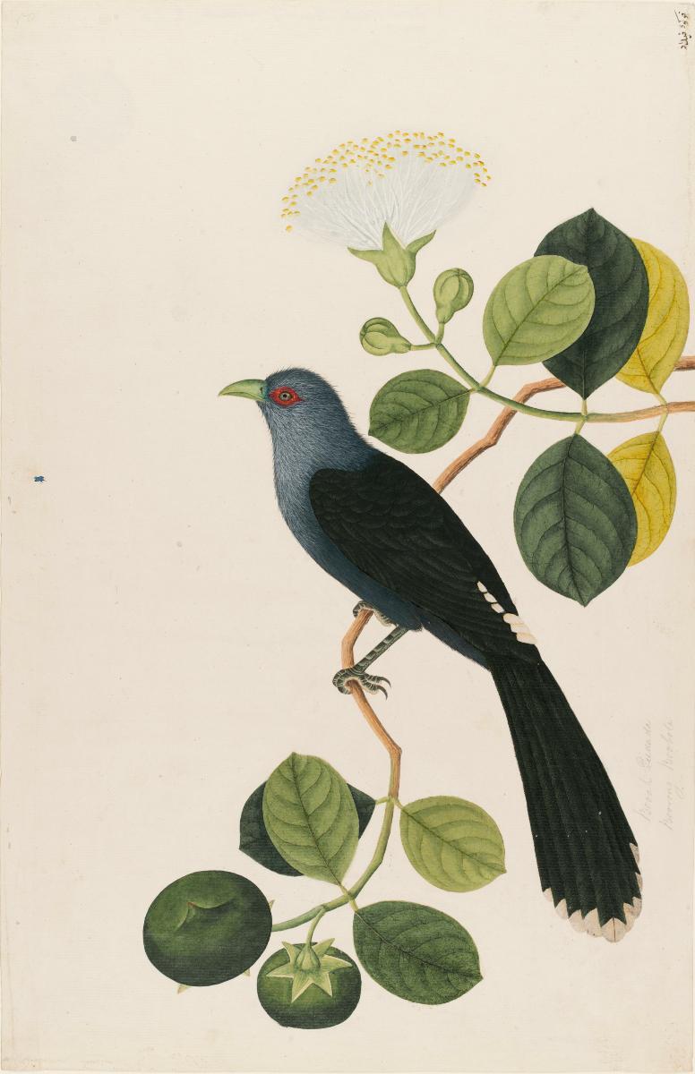 Pomegranate, William Farquhar Collection of Natural History Drawings