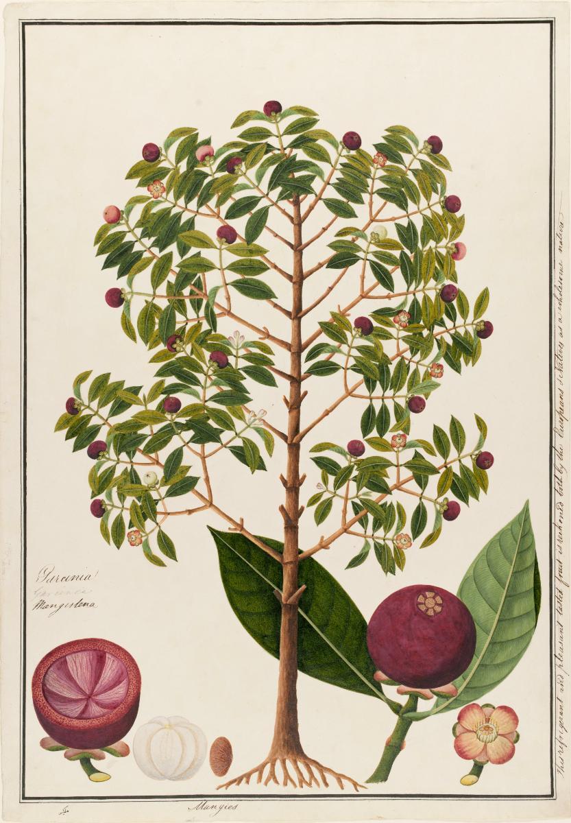 Mangosteen, William Farquhar Collection of Natural History Drawings
