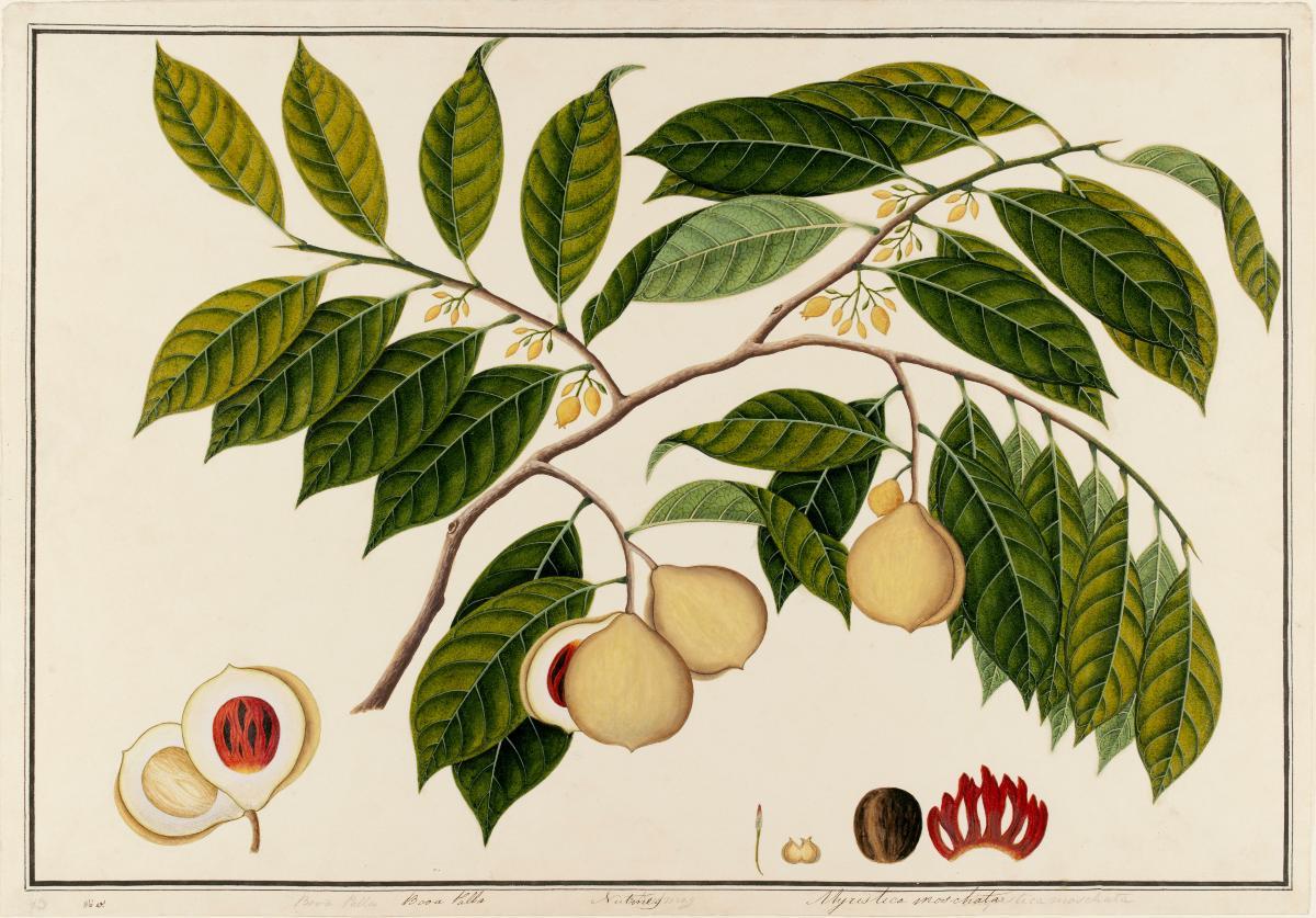 A painting of the nutmeg plant