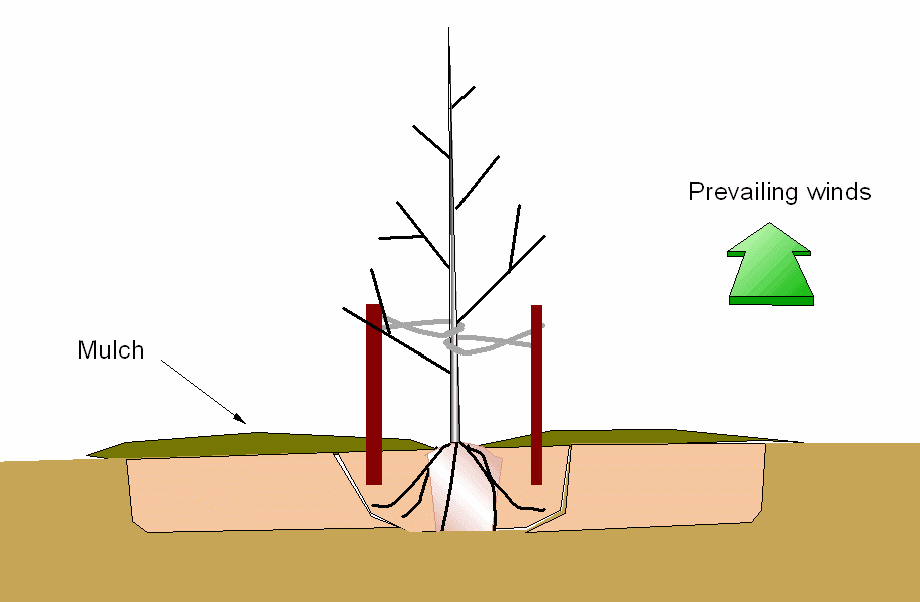 when should you attach yourself to a tree