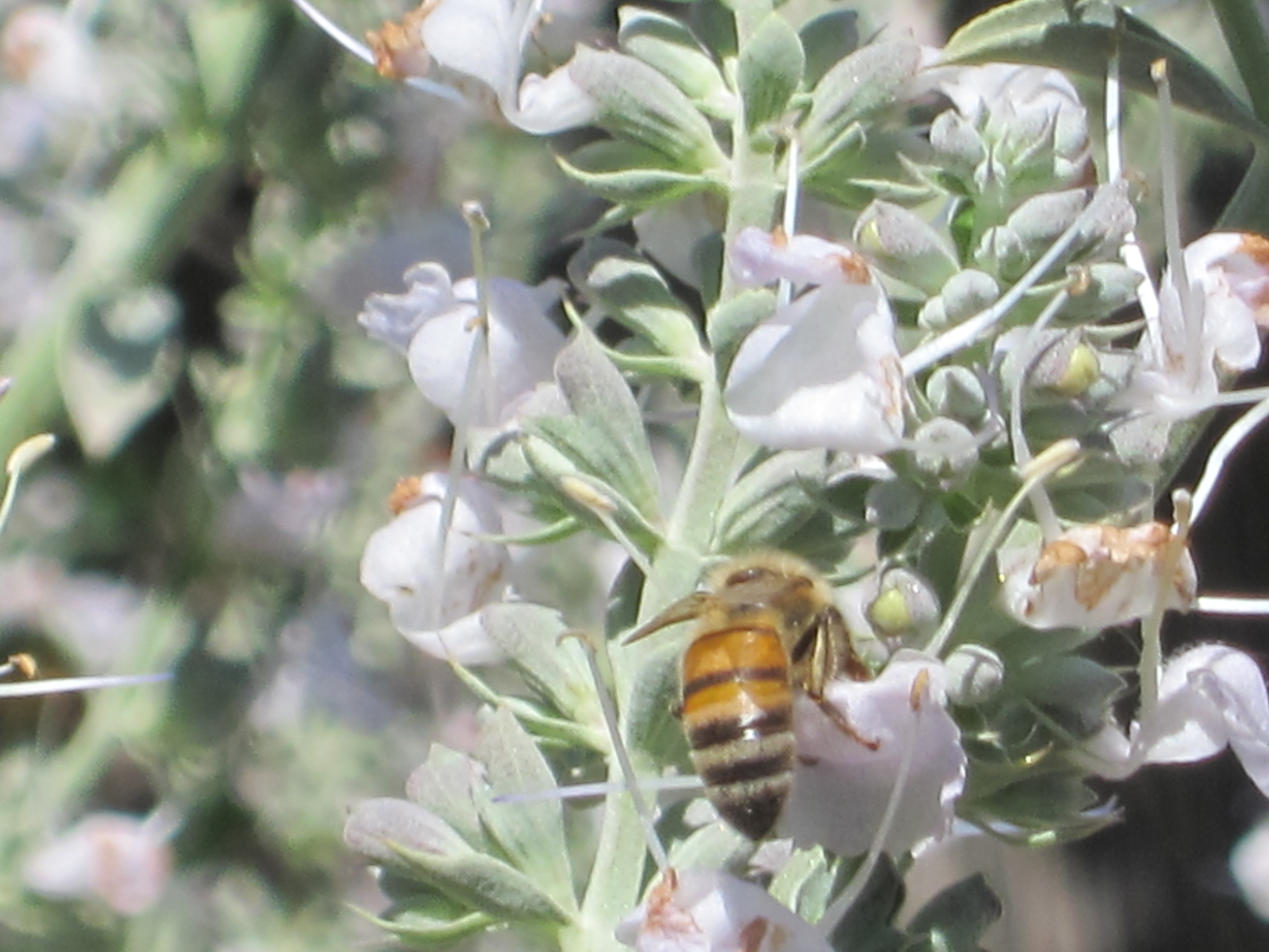 White Sage and Bees and our other sage friends Root Simple