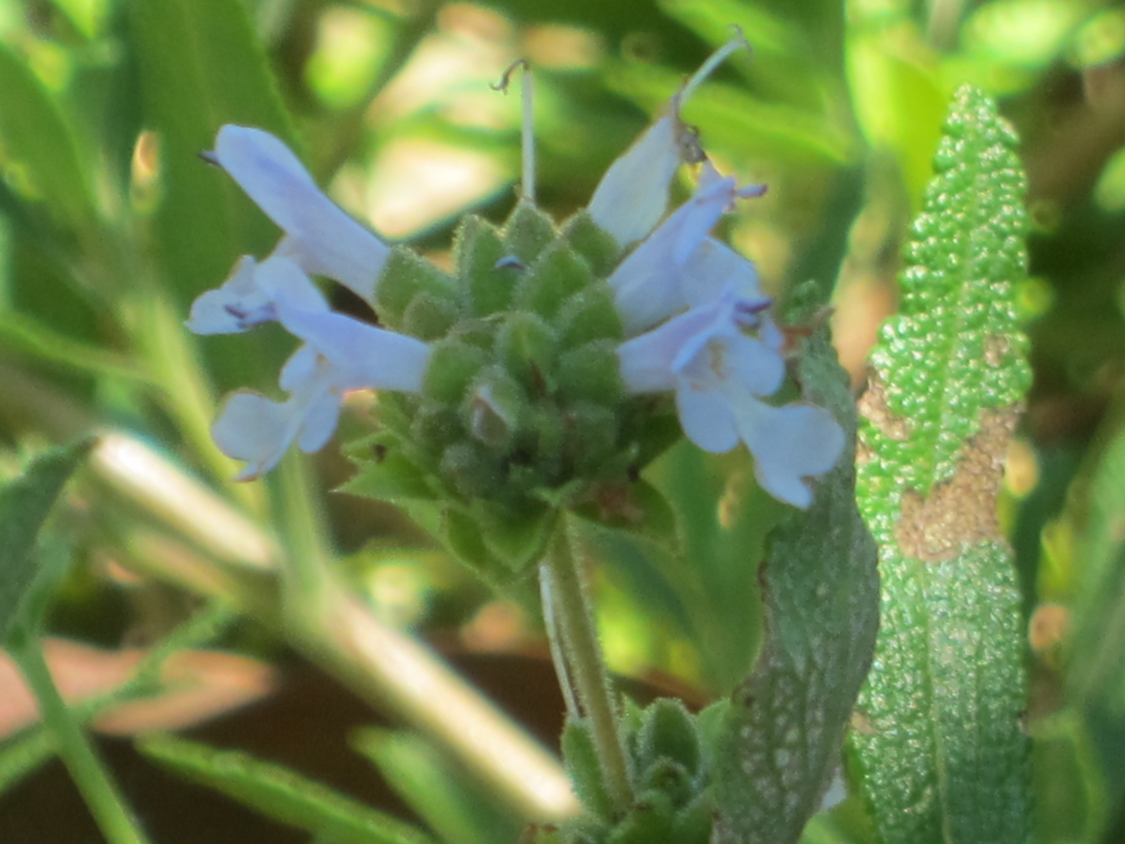 White Sage and Bees and our other sage friends Root Simple
