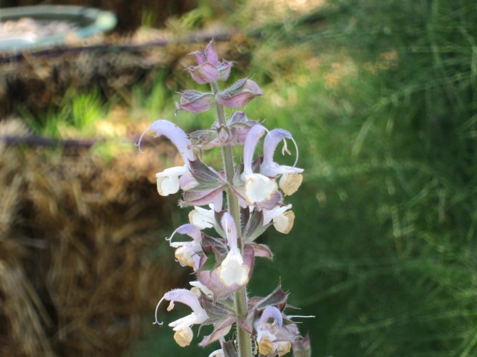 White Sage and Bees and our other sage friends Root Simple