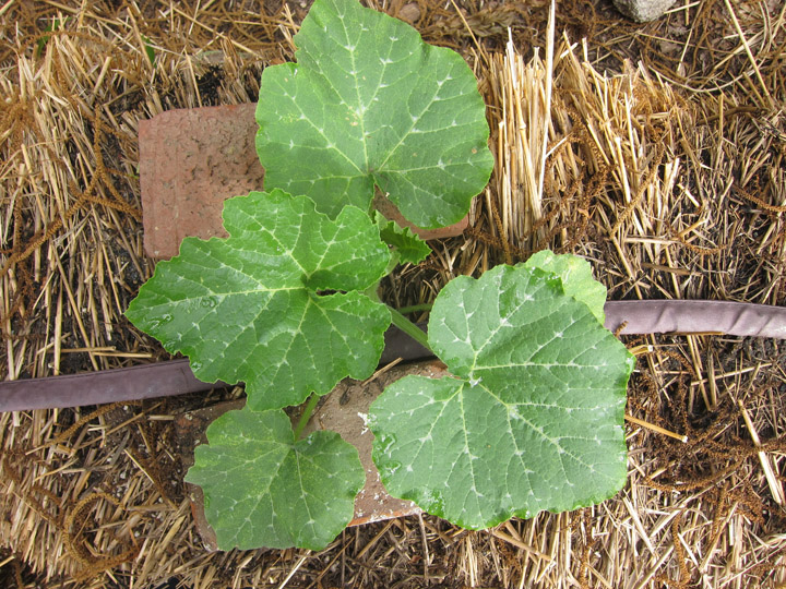 Straw Bale Garden Part V Growing Vegetables Root Simple
