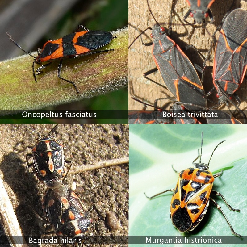 What is that black and orange bug in my garden? Root Simple