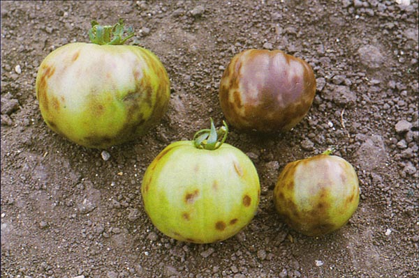 How To Diagnose a Tomato Disease Root Simple