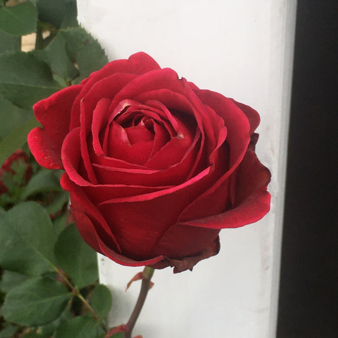 Bread and Roses Root Simple