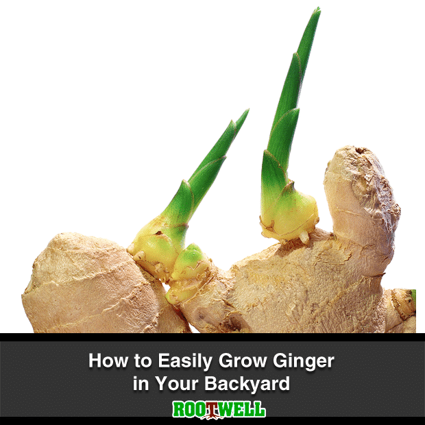 How to Easily Grow Ginger in Your Backyard