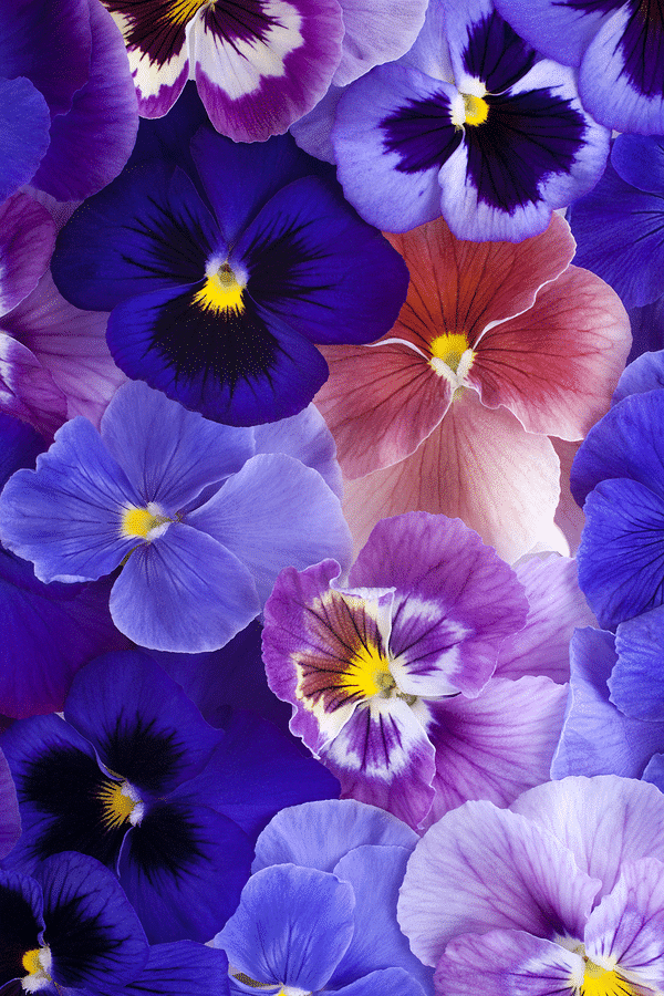 When to Plant Pansies and How to Do it Rootwell Products Inc.