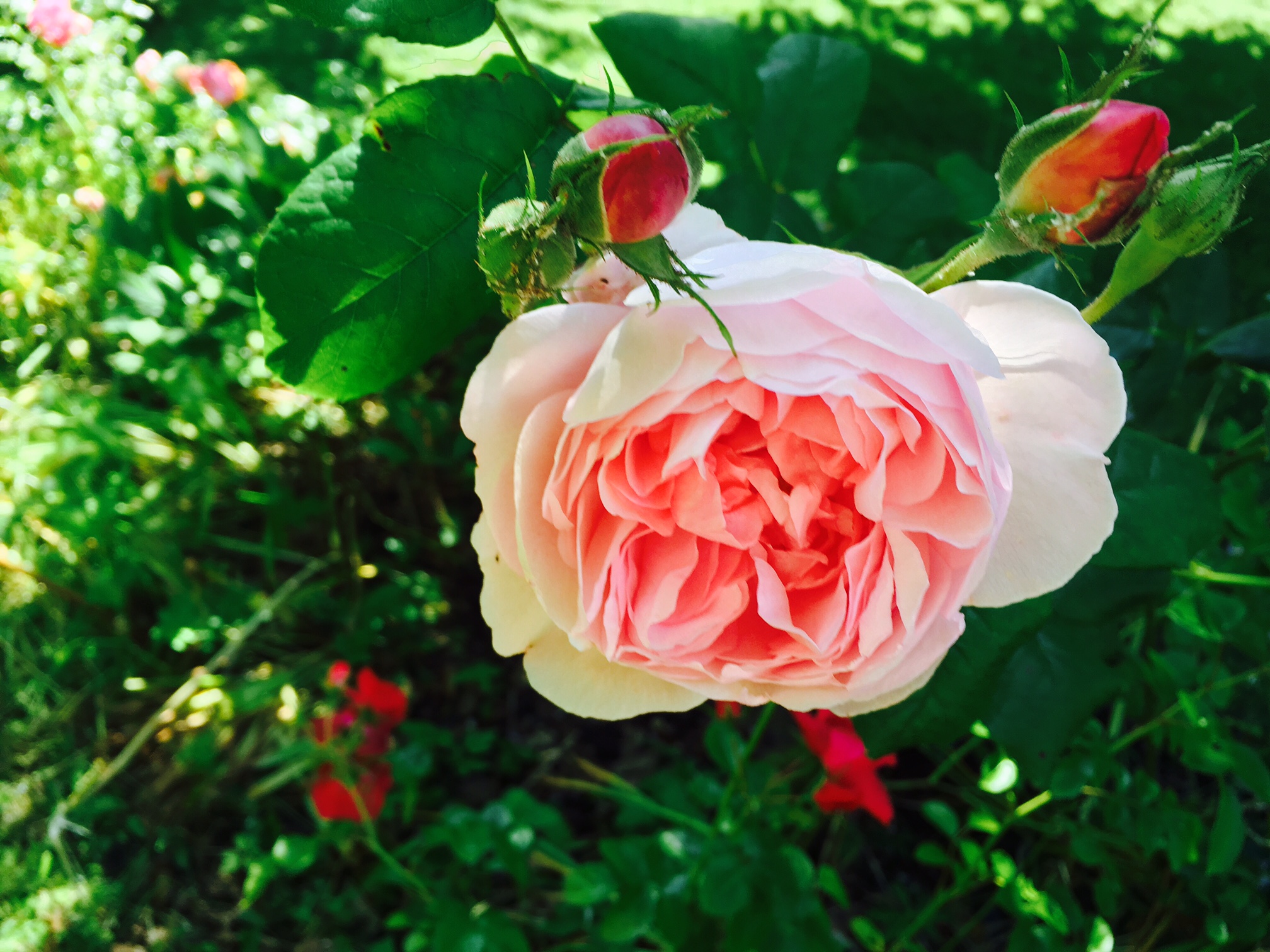 Stunning SelfCatering Cottage Rose Cottage St Andrews East Neuk