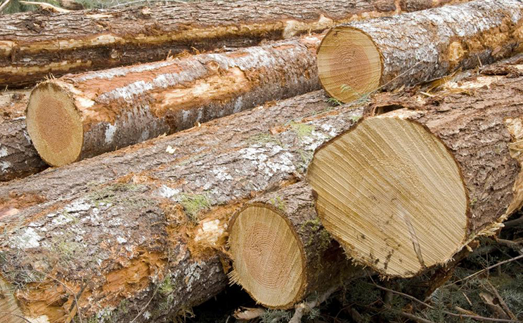 What You Need to Know About Green Wood | Rose Pallet LLC